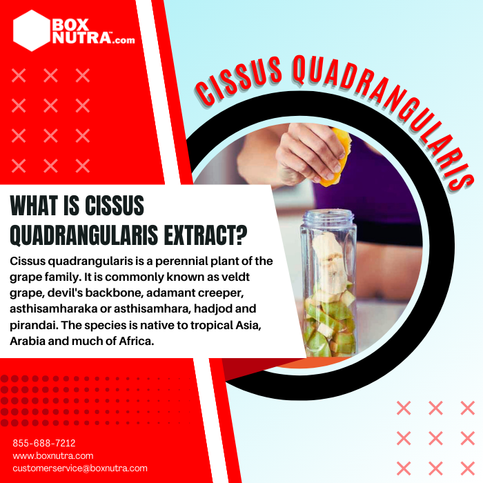 Cissus Quadrangularis Extract (Stem)(STD. To 2.5% Phytosterols)