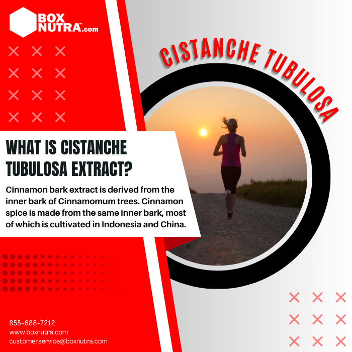 Cistanche Tubulosa Extract 10:1 (Stem)