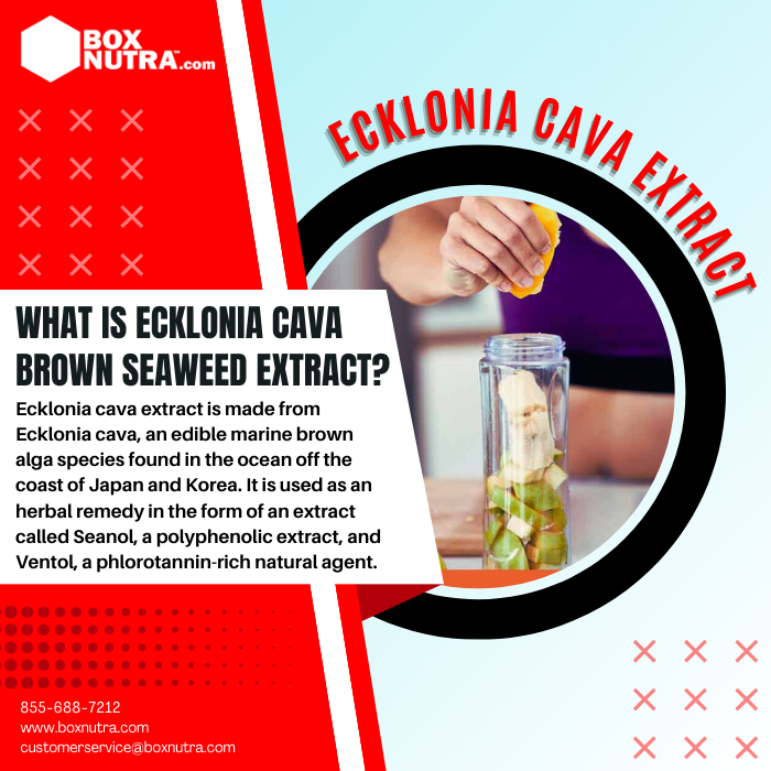 Ecklonia Cava Brown Seaweed Extract 10:1