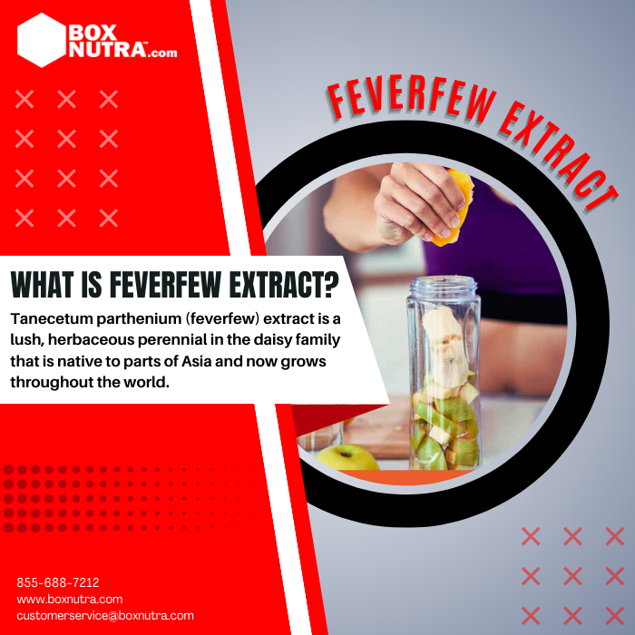 Feverfew Extract 10:1 (Flower)