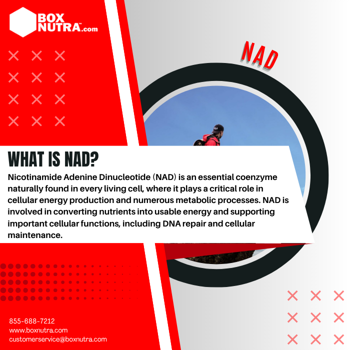 Nicotinamide Adenine Dinucleotide (NAD)