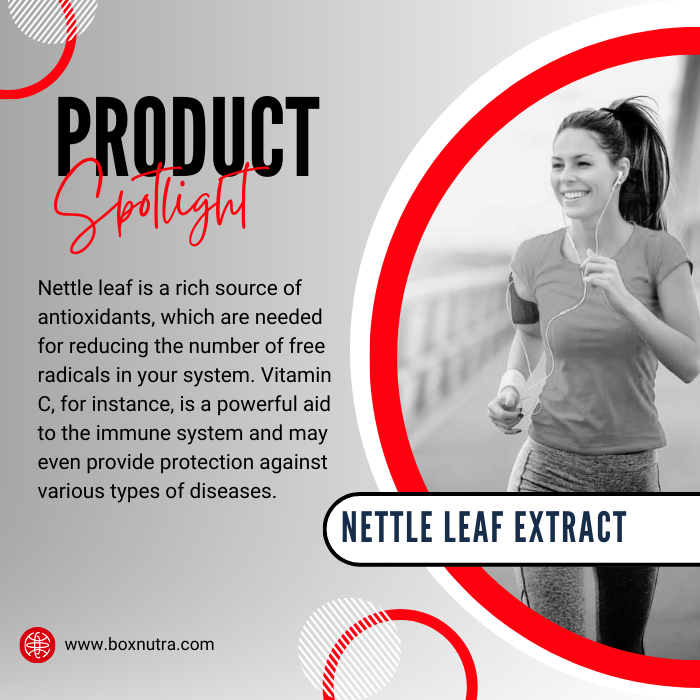 Nettle Extract 4:1 (Leaf)