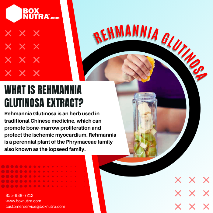 Rehmannia Glutinosa Extract 10:1 (Root)