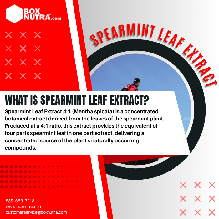 Spearmint Leaf Extract 4:1 (Mentha spicata)