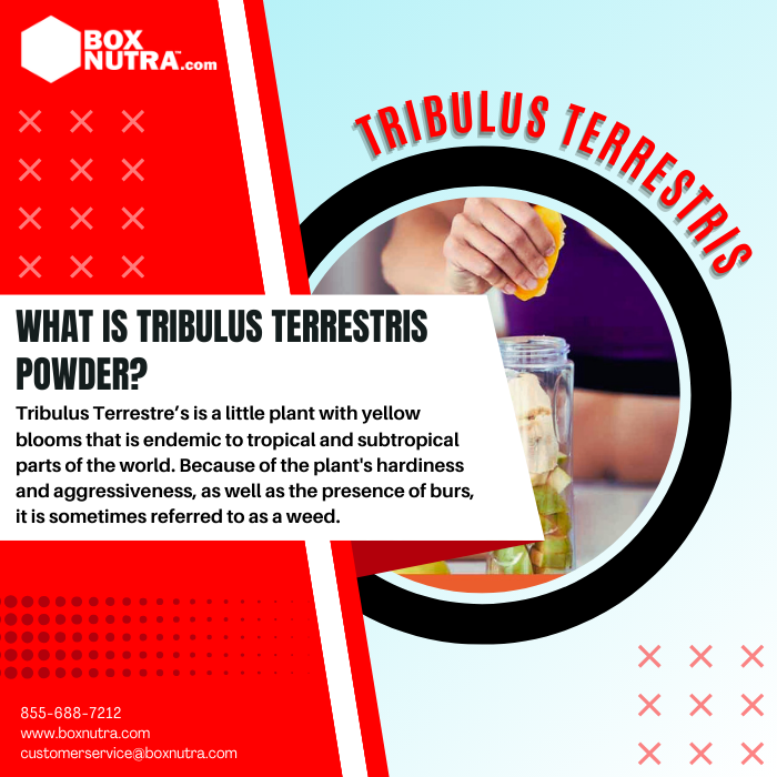 Tribulus Terrestris Powder (Fruit)