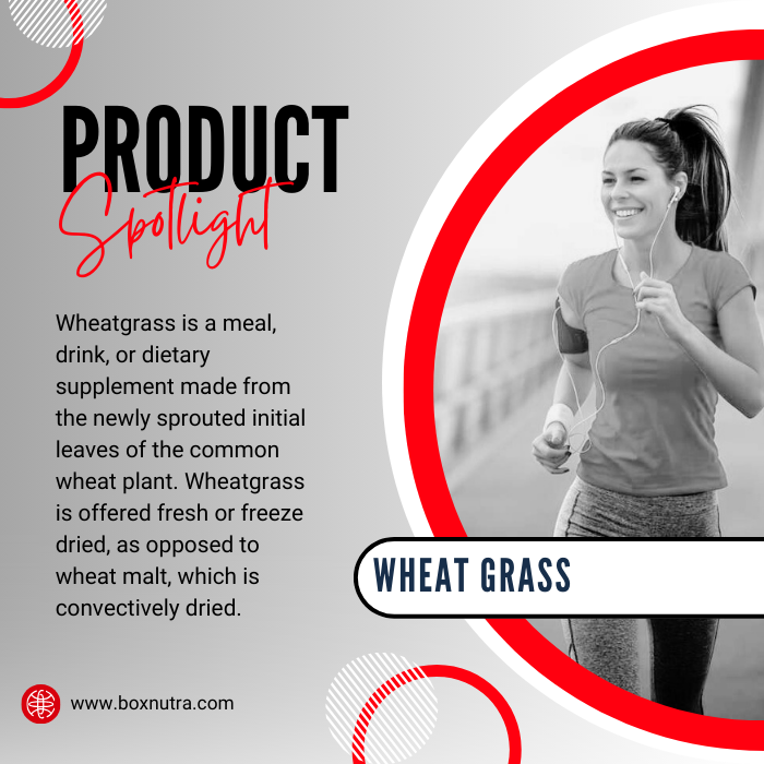 Wheat Grass (Triticum Aestivum L.)(Leaf)